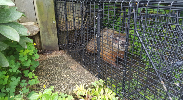 How To Deal With Groundhogs Digging Holes In Your Yard