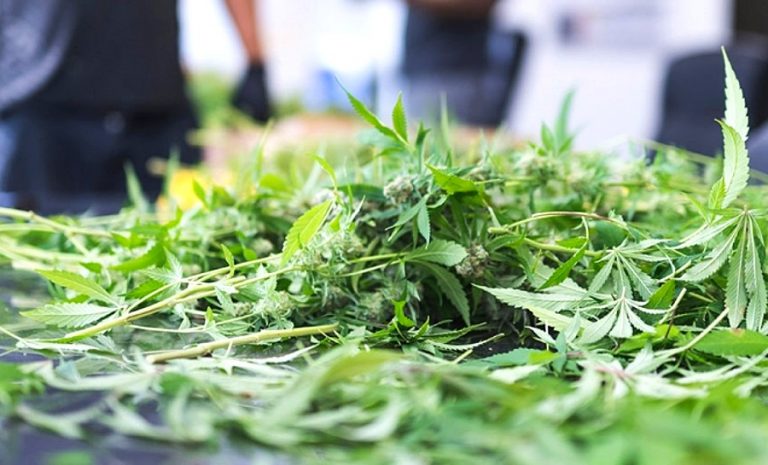 New York City Mayor Adams Destroys Four Tons Of Cannabis In Operation ...