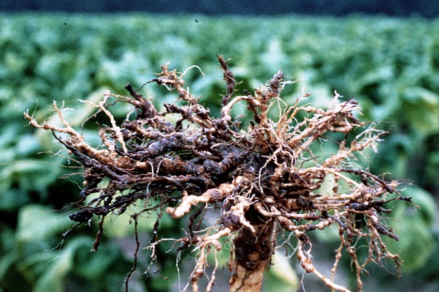Pepper Plants Under Siege: Combating Root-knot Nematodes With Paecilomyces lilacinus