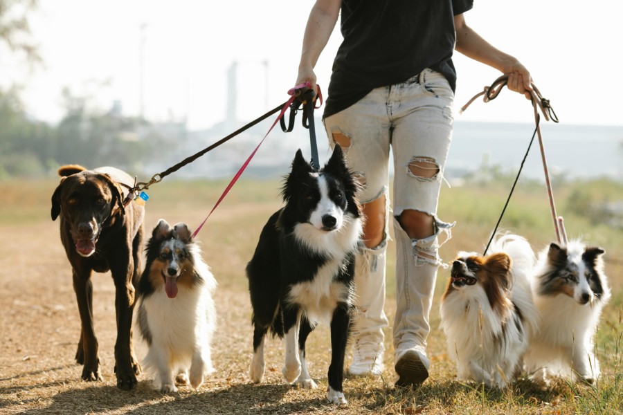 What Are Some Business Opportunities For Animal Lovers In 2025?